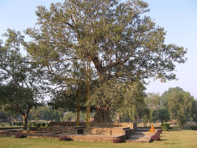 800px-Anandabodhi tree, wiki
