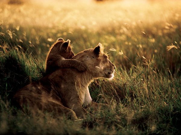 african-lions-tanzania_Mitsuaki Iwago 25990_600x450