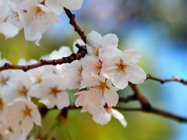 cherry-blossom-nagoya_13300 Achim Runnebaum_600x450