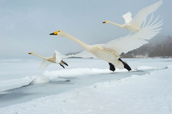 swans-ice-unterthiner_57887_600x450