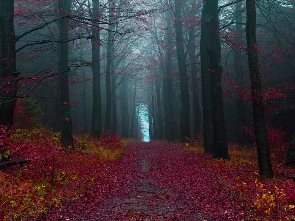 autumn-forest-germany_Jonathan Manshack 35651_990x742