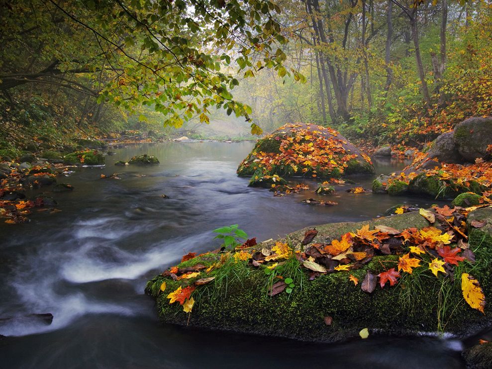 Olegas Kurasovas, My shot, NG, 91210, autumn-landscape-colorful-leaves_25289_990x742