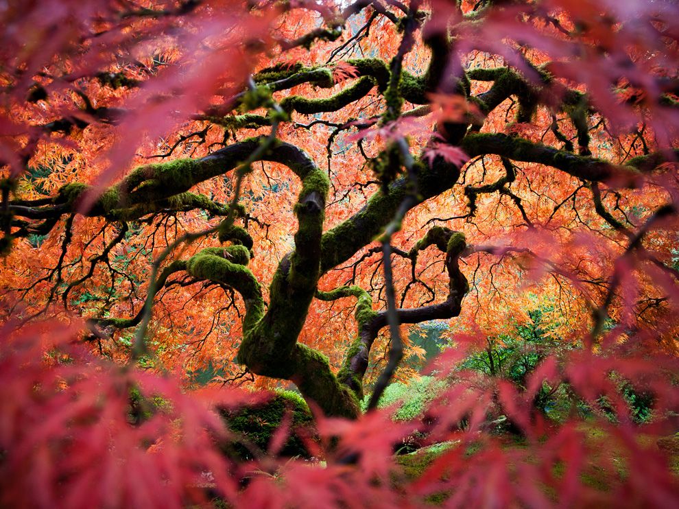 japanese-maple-portland_Fred An_NG_55494_990x742