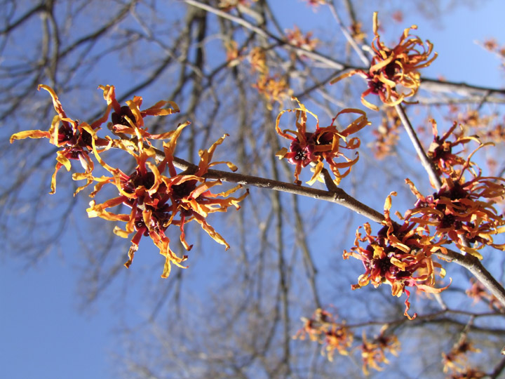 Tower Grove 3-11-14 witchhazel (2)gs
