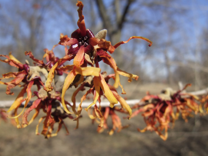 Tower Grove 3-11-14 witchhazel (3)gs