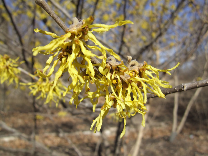 Tower Grove 3-11-14 witchhazel (8)gs