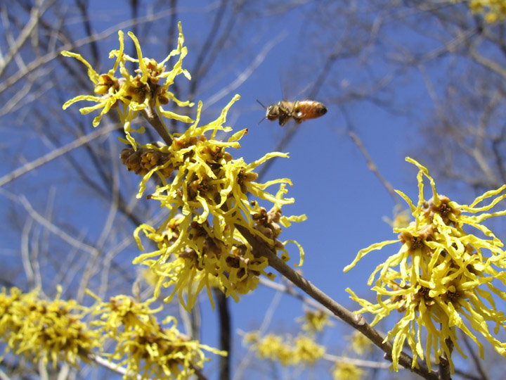Tower Grove 3-11-14 witchhazel & bee (1)s