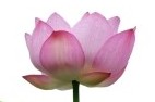7411861-lotus-flower-isolated-on-white-background